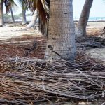 deep_root_fertilization_for_trees_in_pinellas_coun_27962_featured
