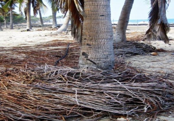 deep_root_fertilization_for_trees_in_pinellas_coun_27962_featured