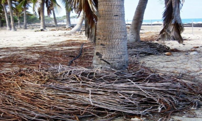 deep_root_fertilization_for_trees_in_pinellas_coun_27962_featured