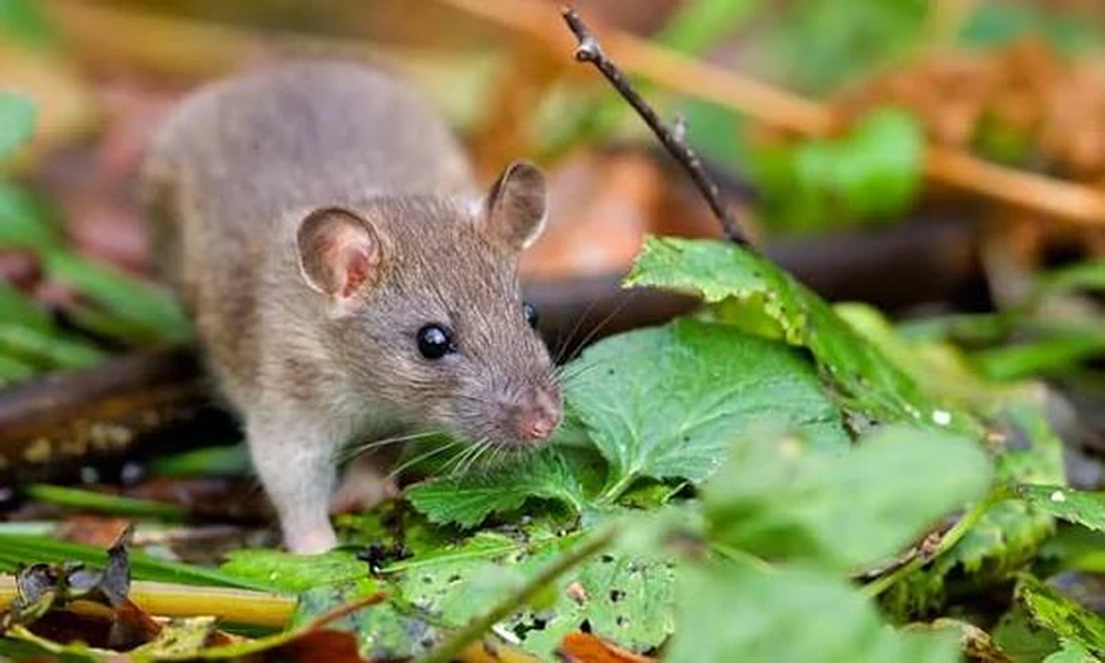 How Fruit Trees in Clermont Yards Draw Rats Indoors